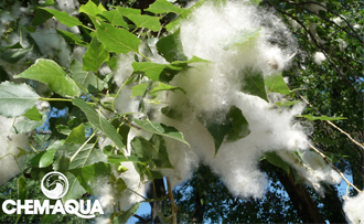 Blog: Cottonseed and Other Spring Associated Problems