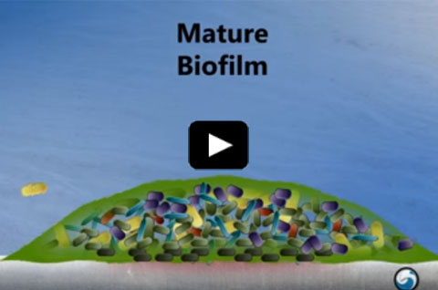 How Biofilms Form Video